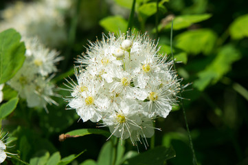 White spirea flowers at the end of May.