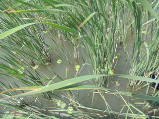 камыш на озере