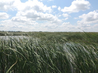 камыш на озере