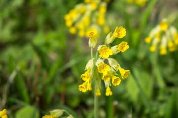 Obraz premium Flowers of yellow primrose (primula) in May