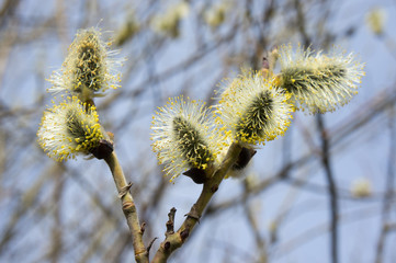 Flowering willow (buds blossomed) in April