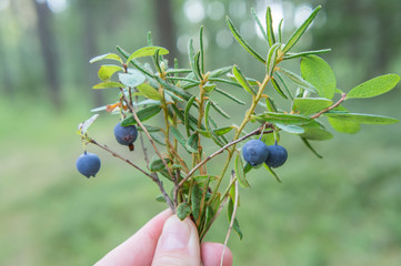 A bouquet of blueberries with berries and wild rosemary.