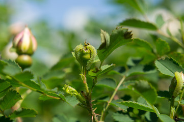Two green caterpillars eat a rose hip bud.