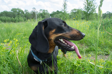 Black-tanted dachshund in the field in May