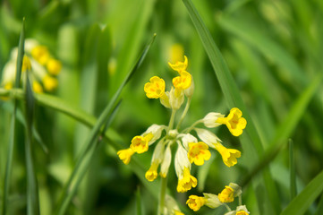 Flowers of yellow primrose (primula) in May