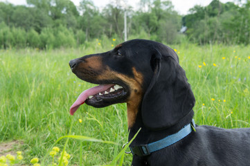 Black-tanted dachshund in the field in May