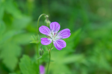 Obraz premium Flowers of forest geranium