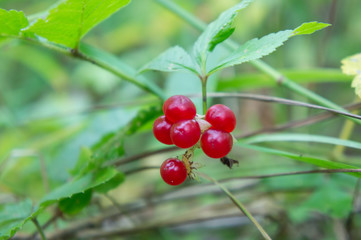 Stone berry in the forest.