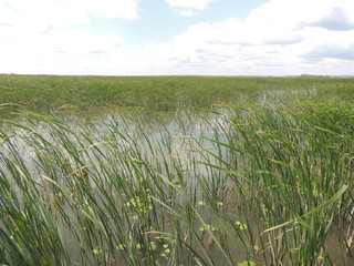 камыш на озере