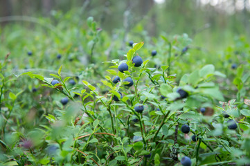 Obraz na płótnie Canvas Bilberries on a bush in the forest.