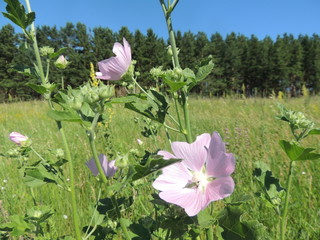 лесная мальва