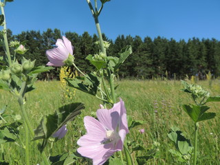 лесная мальва