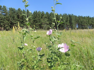 лесная мальва