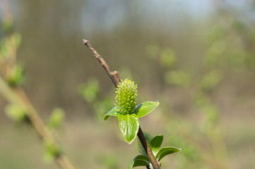 Green buds on a tree in April