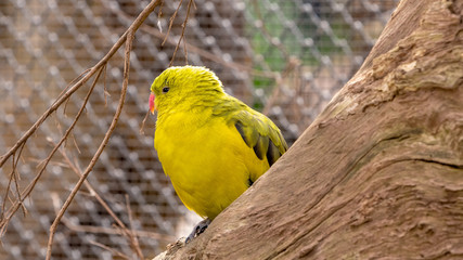 Australian Yellow Parrot