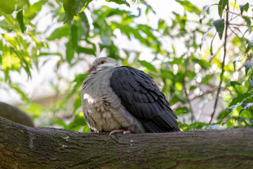 Australian fat wood pidgeon