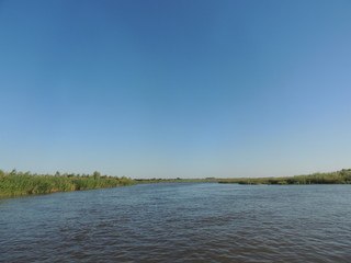 лес возле озера