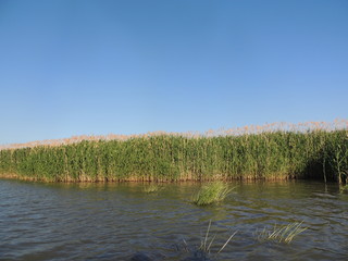 лес возле озера