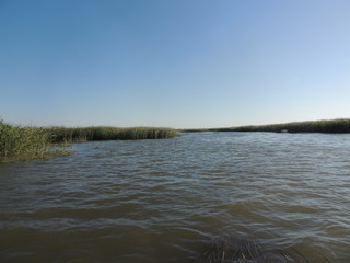 лес возле озера