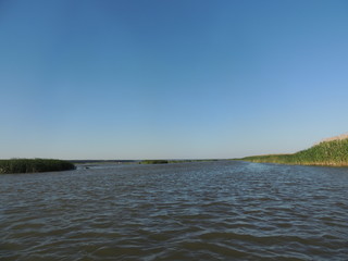 лес возле озера