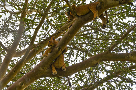 Tree climbing lions, Ishasha, Queen Elizabeth National Park, Uganda