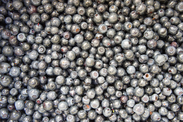 Bilberries after picking and washing.