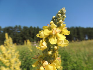 полевые цветы