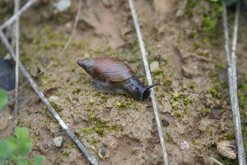 snail in the garden