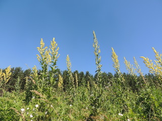 полевые цветы