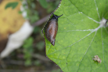  snail on sheet