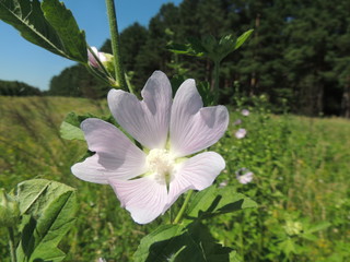 лесная мальва