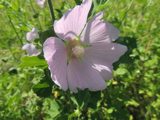 лесная мальва