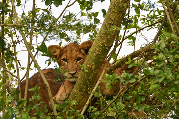 Tree climbing lions, Ishasha, Queen Elizabeth National Park, Uganda