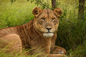 Tree climbing lions, Ishasha, Queen Elizabeth National Park, Uganda
