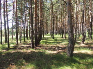 сосновый лесок