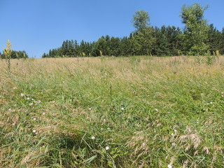 поле с цветами