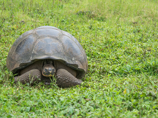 Naklejka na ściany i meble Giant tortoise, tortoise ranch, Isabella Island, Galapagos Islands, Ecuador