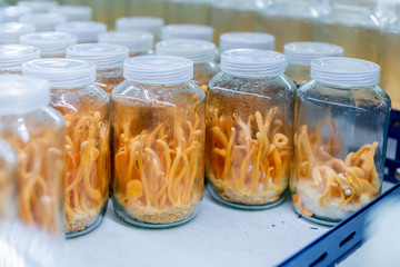 cordyceps farm in clean laboratory chinese herb health ideas concept