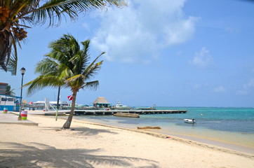 Fototapeta premium Coconut Trees on Beach
