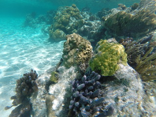 Under Water Coral