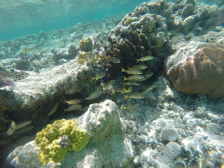 Barrier Reef