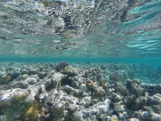 Barrier Reef