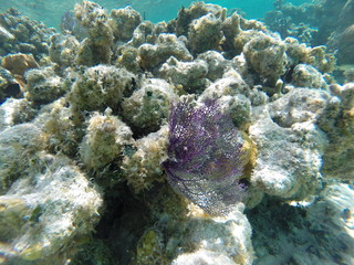 Barrier Reef