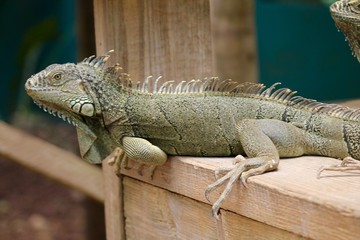Iguana 