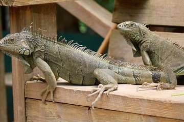 Iguana 