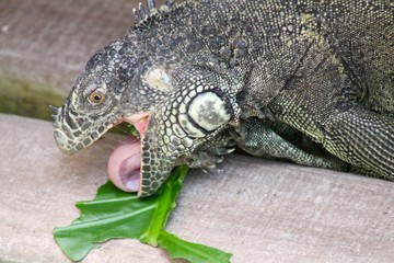 Iguana Eating with Tongue  