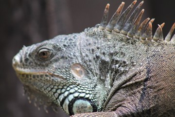 Iguana 
