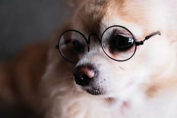 cute brown chihuahua wear black round glasses with grey leather background