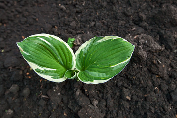garden flowers with large green leaves on the ground background top view close-up