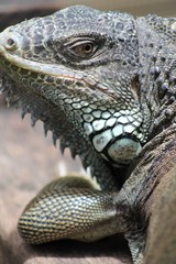 Iguana Close Up
